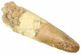 Fossil Spinosaurus Tooth - Real Dinosaur Tooth #366469-1